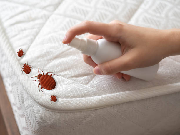 Best Affordable Pest Control Services  in Suffield Depot, CT